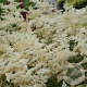 Astilbe (A) 'Brautschleier' GM P9