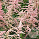 Astilbe (A) 'Bressingham Beauty' GM P9