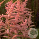 Astilbe (A) 'Bressingham Beauty' GM P9