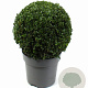 Buxus sempervirens 25 cm 5,0L bol