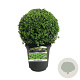 Buxus sempervirens 25-30 cm 4,0L bol antraciet