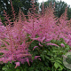 Astilbe (A) 'Cattleya' GM P9