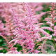 Astilbe (A) 'Cattleya' GM P9