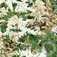 Astilbe (J) 'Deutschland' GM P9