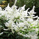 Astilbe (J) 'Deutschland' GM P9