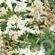 Astilbe (J) 'Deutschland' GM P9