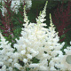 Astilbe (A) 'Diamant' GM P9