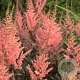 Astilbe (A) 'Erika' GM P9