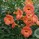 Campsis grandiflora 150-175 cm vierkant rond 5,5L