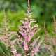Astilbe (A) 'Etna' GM P9