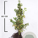 Carpinus betulus 80-100 cm wortelgoed