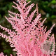 Astilbe (J) 'Europa' GM P9