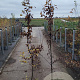 Carpinus betulus 175-200 cm 5,0L