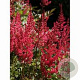 Astilbe (A) 'Feuer' GM P9