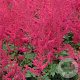 Astilbe (A) 'Glut' GM P9
