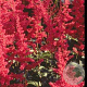 Astilbe (A) 'Glut' GM P9