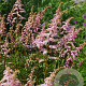 Astilbe (A) 'Grete Püngel' GM P9