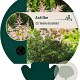 Astilbe (S) 'Hennie Graafland' GM P9