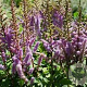 Astilbe (C) 'Liliput' GM P9