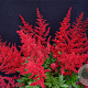 Astilbe (J) 'Montgomery' GM P9