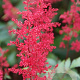 Astilbe (J) 'Montgomery' GM P9