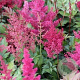 Astilbe (J) 'Red Sentinel' GM P9