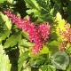Astilbe (J) 'Red Sentinel' GM P9
