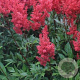 Astilbe (J) 'Red Sentinel' GM P9