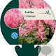Astilbe (J) 'Rheinland' GM P9