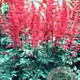 Astilbe (A) 'Spinell' GM P9