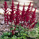 Astilbe (A) 'Spinell' GM P9
