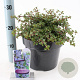 Ceanothus 'Emily Brown' 30-40 cm 5,0L