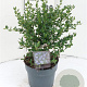 Ceanothus impressus 'Victoria' 30-40 cm 3,0L