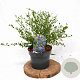 Ceanothus impressus 'Victoria' 30-40 cm 3,0L