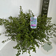 Ceanothus thyrsiflorus repens 40-50 cm 5,0L