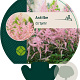 Astilbe (S) 'Sprite' GM P9