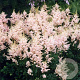Astilbe (S) 'Sprite' GM P9