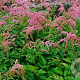 Astilbe (T) 'Straussenfeder' GM P9