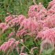 Astilbe (T) 'Straussenfeder' GM P9