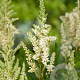 Astilbe (A) 'Weisse Gloria' GM P9