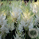 Astilbe (A) 'Weisse Gloria' GM P9