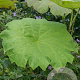 Astilboides tabularis GM P9