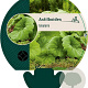 Astilboides tabularis GM P9