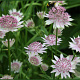 Astrantia 'Buckland' GM P9