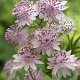 Astrantia 'Buckland' GM P9
