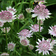 Astrantia 'Buckland' GM P9