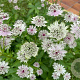 Astrantia major GM P9