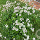 Astrantia major GM P9