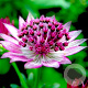 Astrantia maj. 'Primadonna' GM P9