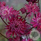 Astrantia maj. 'Ruby Star' GM P9